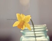 Daffodil Photograhy - Daffodil in the Evening Light - Gray Yellow Daffodil Flower Photography Print (8x10) Blue Gray Yellow Daffodil