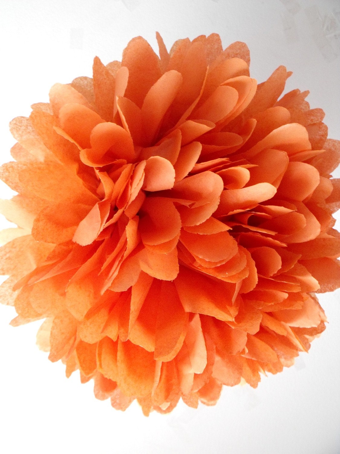 Pumpkin ... 1 Pom Il_570xn