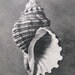 Sale HUGE vintage Australian Pair Shell Triton prints, Black & White photographic image, detailed and timeless, More in shop