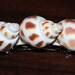 Scotch Bonnet seashell french hair clip