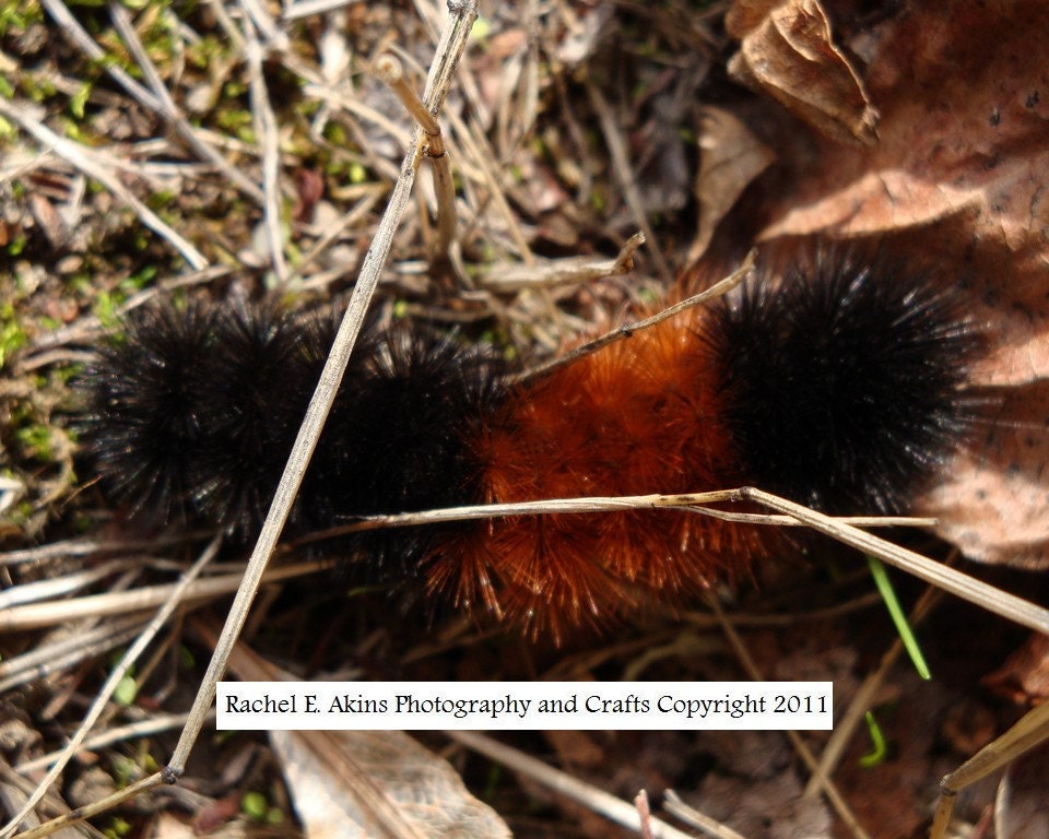 Fuzzy Caterpillar - A Macro Photo Print of an Orange and Black Caterpillar in a Park Near Portland, Oregon - 8"X10" Original Photo by Chris