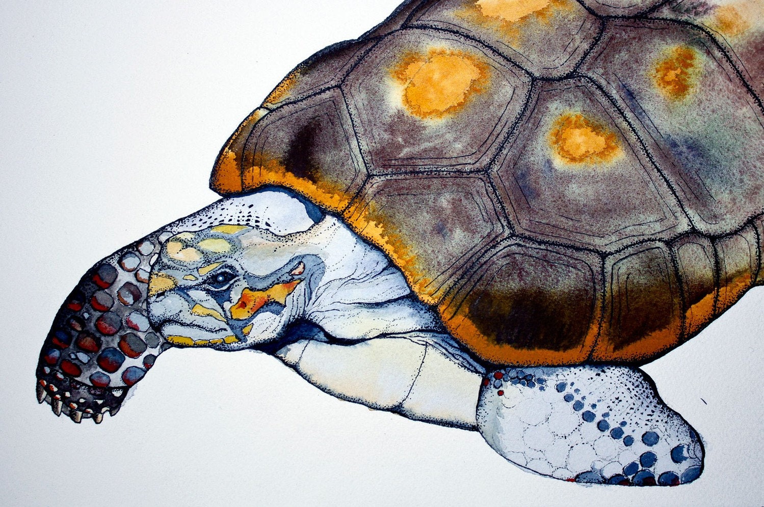 CLOSE OUT! Clearance priced 8X10 print with mat 10.00!! Watercolor print. Signed and numbered.