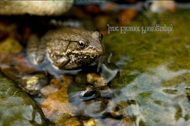 Nature photograph "Are You a Prince" 10 x 15 signed metallic art print, In Stock, other sizes available