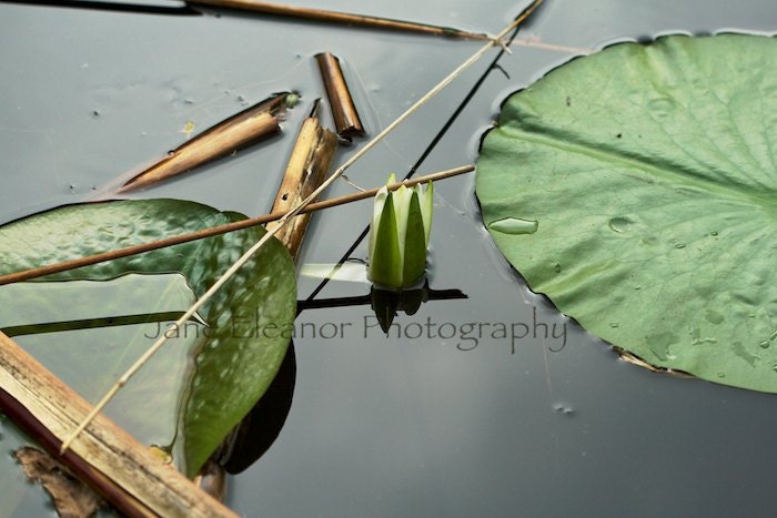 Floating World Number Two - serene nature photograph  5" x 7" fine art, lotus pond - in stock