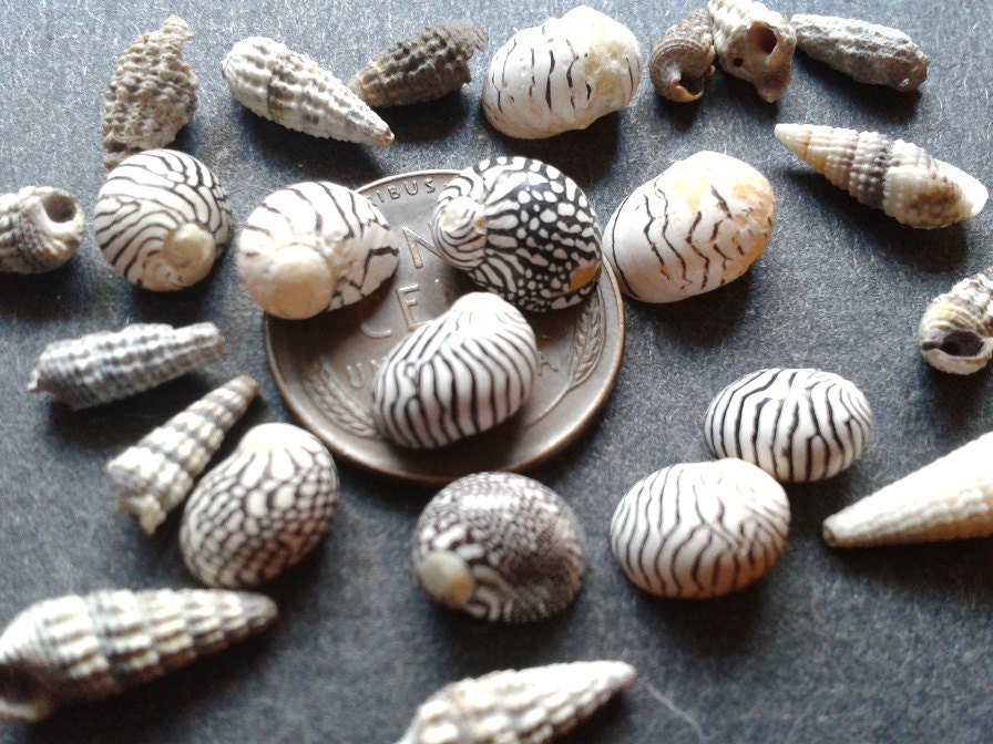 Tiny Little Shells