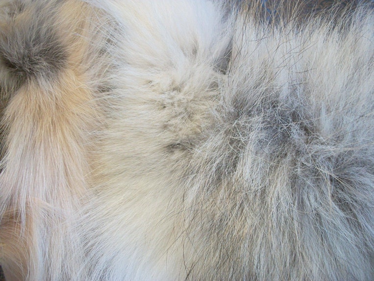 Arctic Wolf Fur