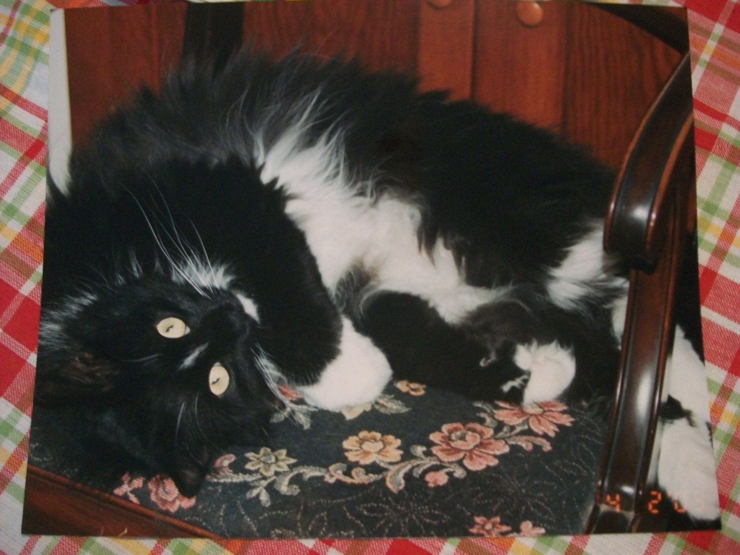 Sweet & Fluffy Kitten 'Sixx' 8x10 Color Art Print