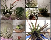 Made to Order Tillandsia (Air Plant) Globe- Have it  made your way