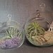 Small Hanging Air Plant Terrarium -Your Choice of Moss Colors- 4.5 inches