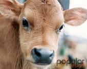 8x10 Photograph Baby Calf Cow Farm theme