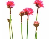 Motivational Inspirational Positivity Happiness Happy Flowers Blooms dorm decor - 5 x 7 art photography print by Dawn Smith