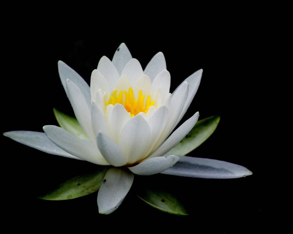 Water lily flower botanical nature peaceful minimalist zen white  black - 8 x 10 art print by Dawn Smith