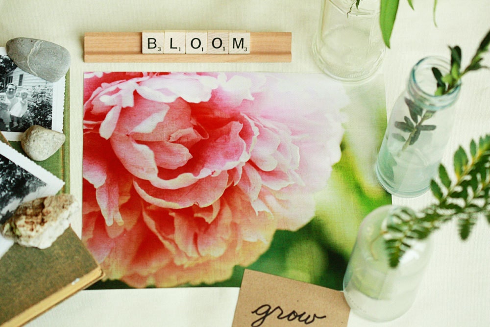 Flower Blossom Botanical Pink Peony Nature  - 11 x 14 art print by Dawn Smith