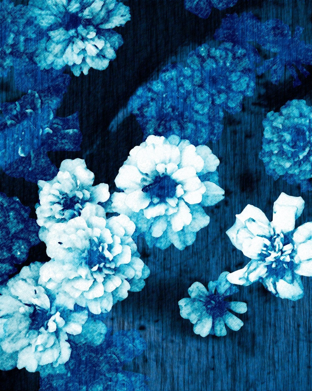 a daytime shooting star Blue Carnations