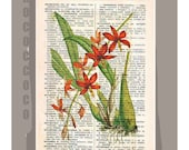 ORCHID2 Artwork on a page from vintage Dictionary -Upcycled Book Print