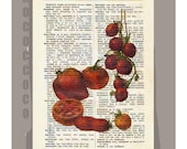 Antique French VEGETABLES/ TOMATOES Artwork on a page from vintage Dictionary -Upcycled Book Print