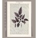 Botanical LEAVES2 Artwork on a page from vintage Dictionary -Upcycled Book Print