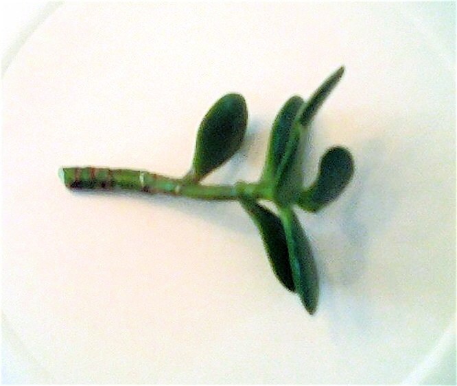 lucky jade plant