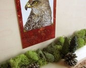 Illustrated Bird Postcard - Proud Hawk in Red and Gold