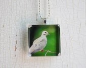 Glass Photo Pendant Necklace Mourning Dove Bird