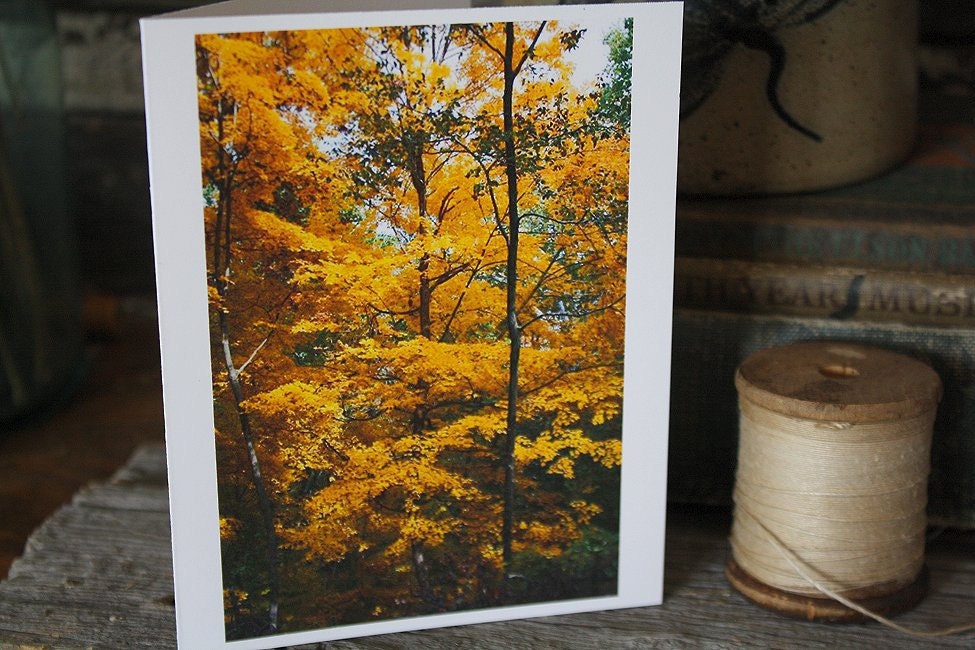 Photo Notecards Fall Autumn Oak Trees orange red yellow leaves foilage