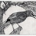 crow etching, bird drawing