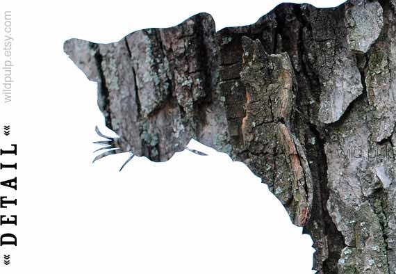 Mountain Lion Bark Silhouette : Woodland Animal Photography Print - Eco Home, Cabin Lodge Decor, Abstract Wildlife Art 13x19