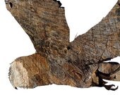 Barn Owl Silhouette In Bark : Woodland Animal Wall Art - Nature Bird Photography - Rustic Cabin, Home & Childrens Room Decor