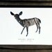 Deer Doe Bark Silhouette : Woodland Animal Photography Print - Eco Home Decor, Cabin Lodge Wildlife Nursery Art 13x19