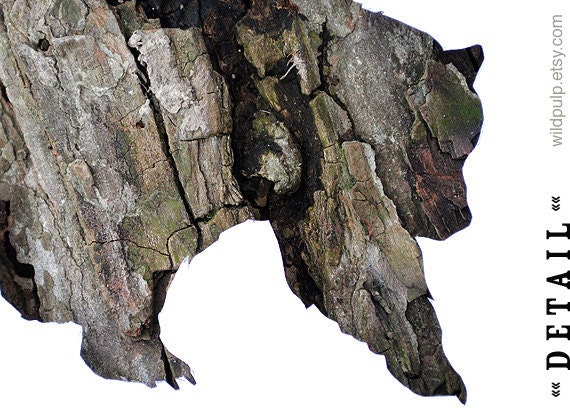 Grizzly Bear Silhouette In Bark, Wall Art Decor : Woodland Animal Photography - Rustic Lodge & Home, Natural Boys Room, Nursery