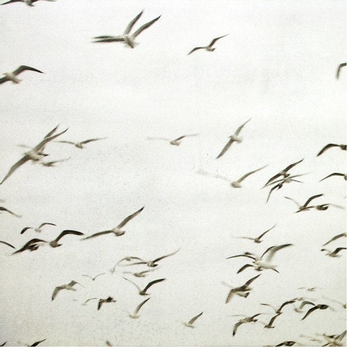 In Flight - Black and White Photography - sea birds 8x8 - GrainnePhotography
