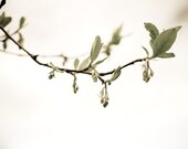 Birth of Spring - 8x10 Fine Art Nature Photograph