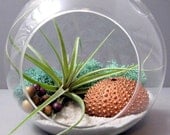 Copper Stricta Air Plant Terrarium