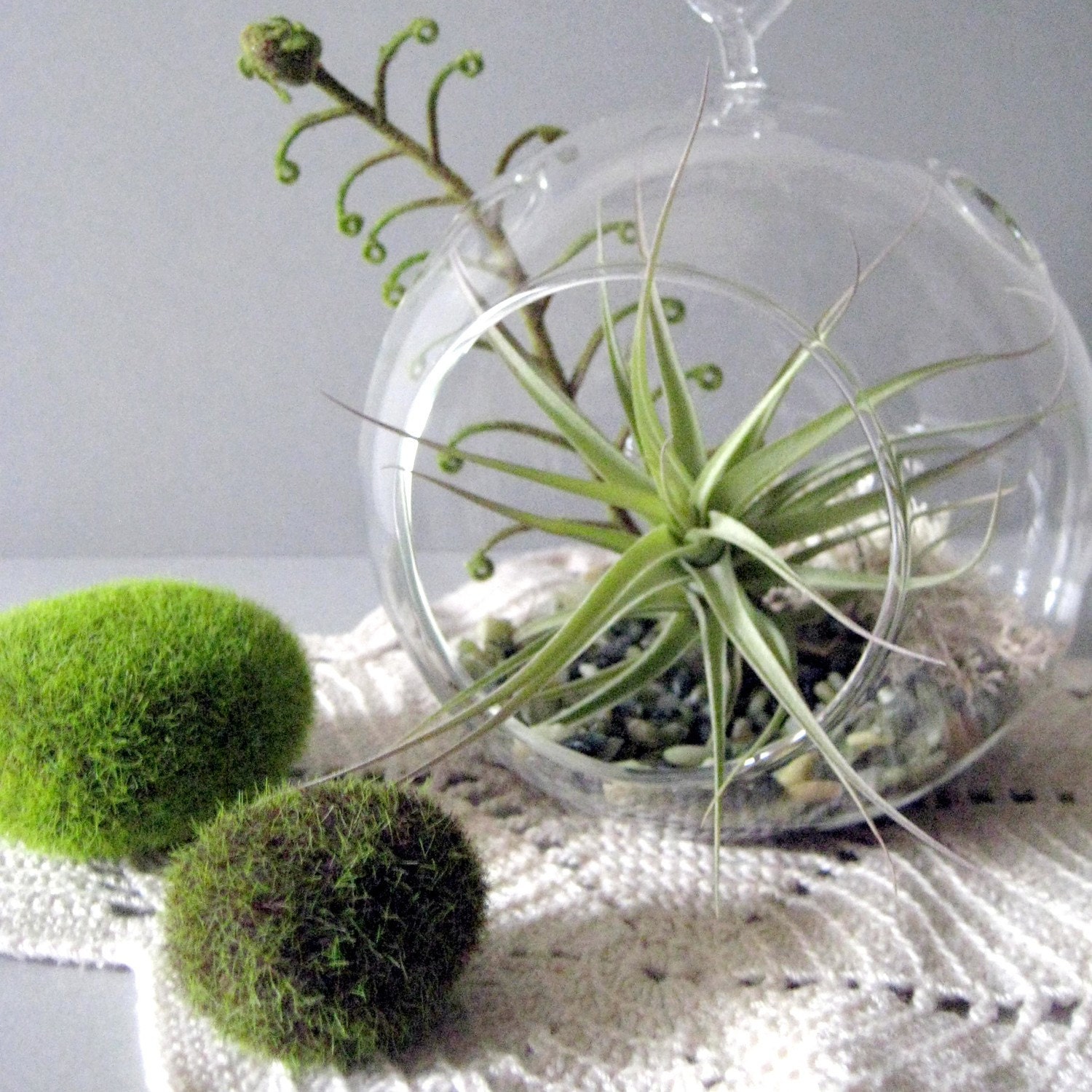 Green Layers Tillandsia Terrarium