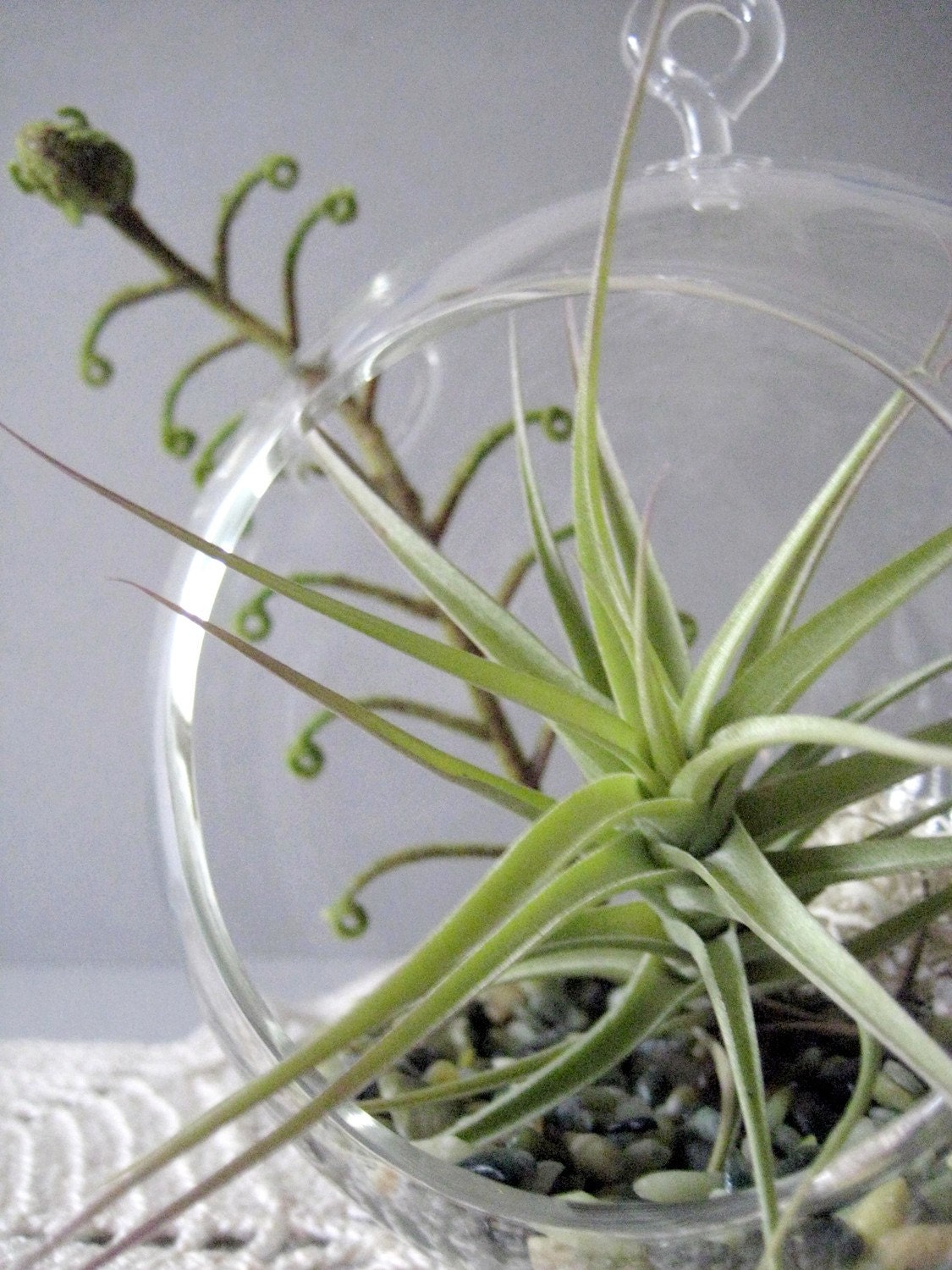 Green Layers Tillandsia Terrarium