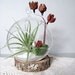 Branch Pod Air Plant Terrarium