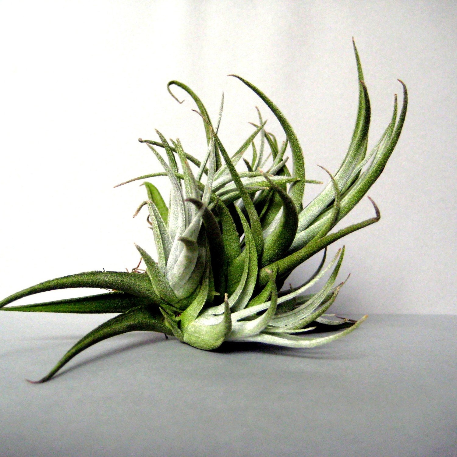 Tillandsia leonamiana cluster