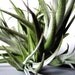 Tillandsia leonamiana cluster