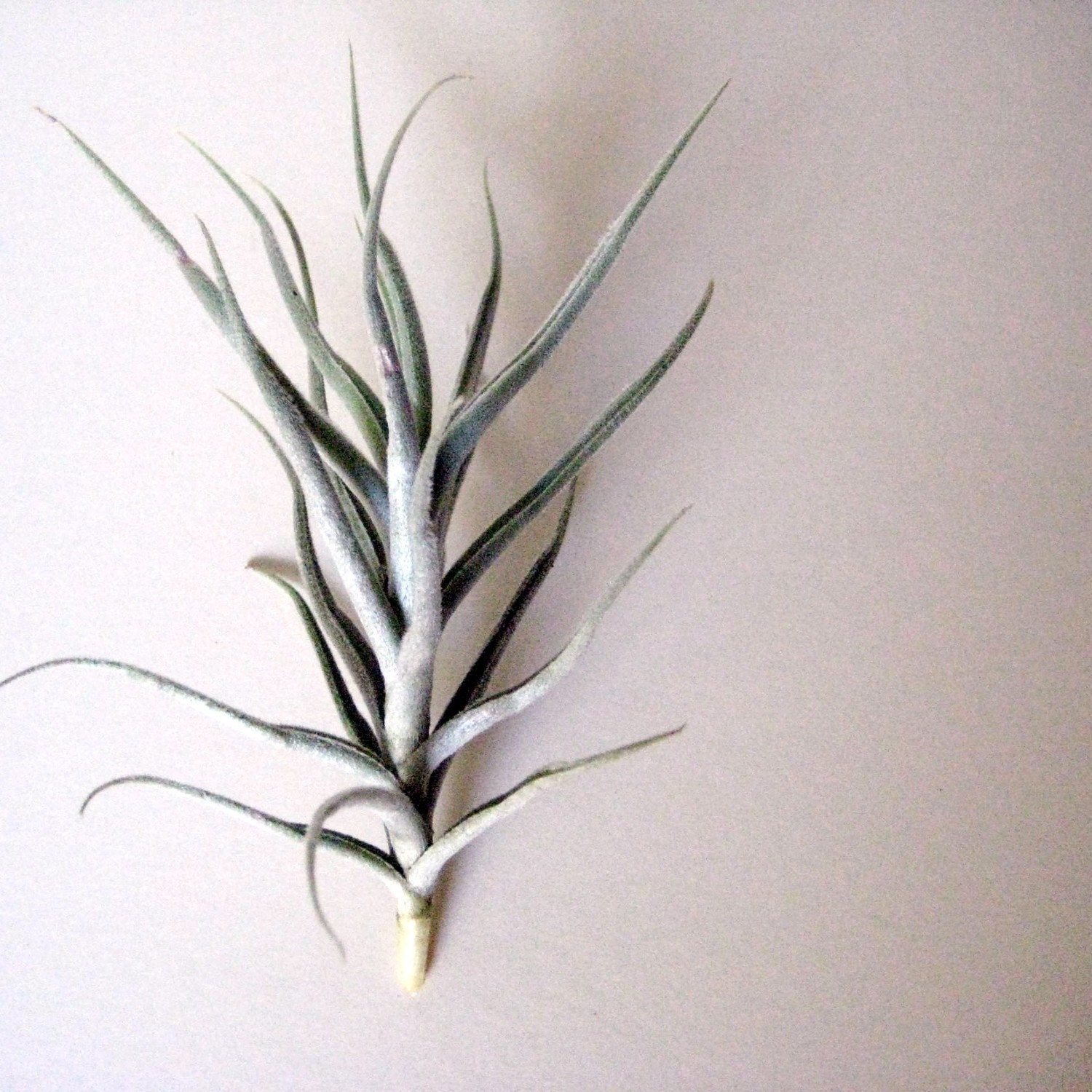 Tillandsia Paleacea // Air Plant // Terrarium