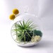 Tillandsia and Billy Buttons Part 2 // Air Plant Terrarium // Home and Garden