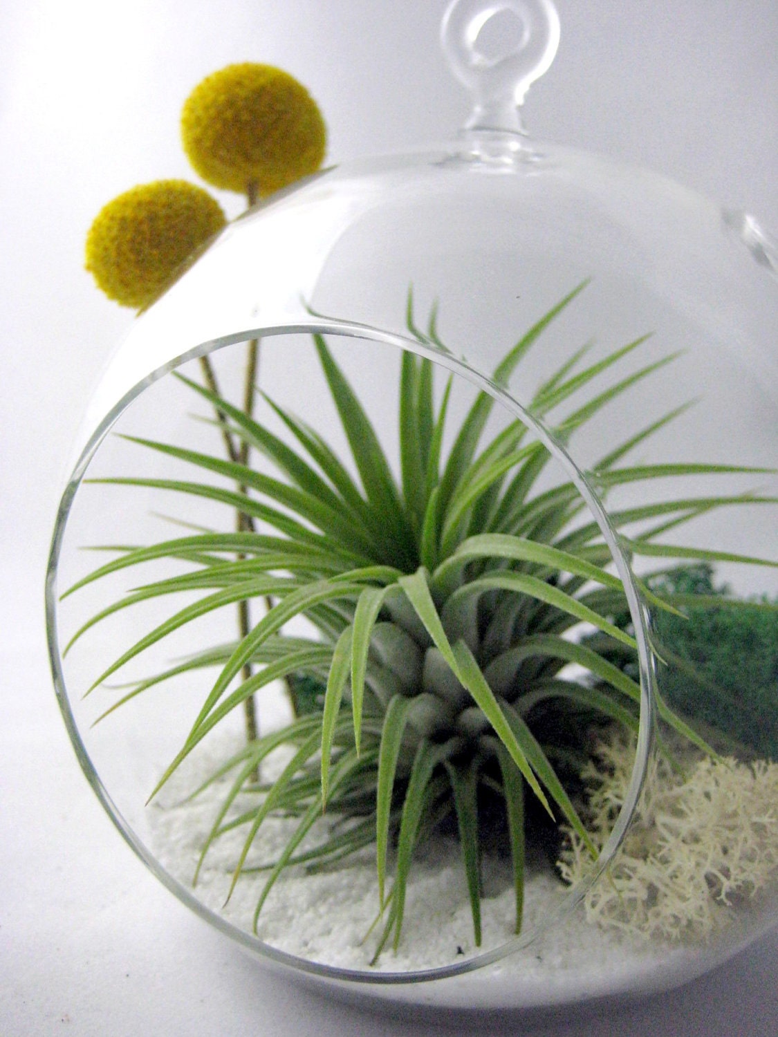 Tillandsia and Billy Buttons Part 2 // Air Plant Terrarium // Home and Garden