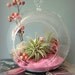Pink Sand Tillandsia Terrarium
