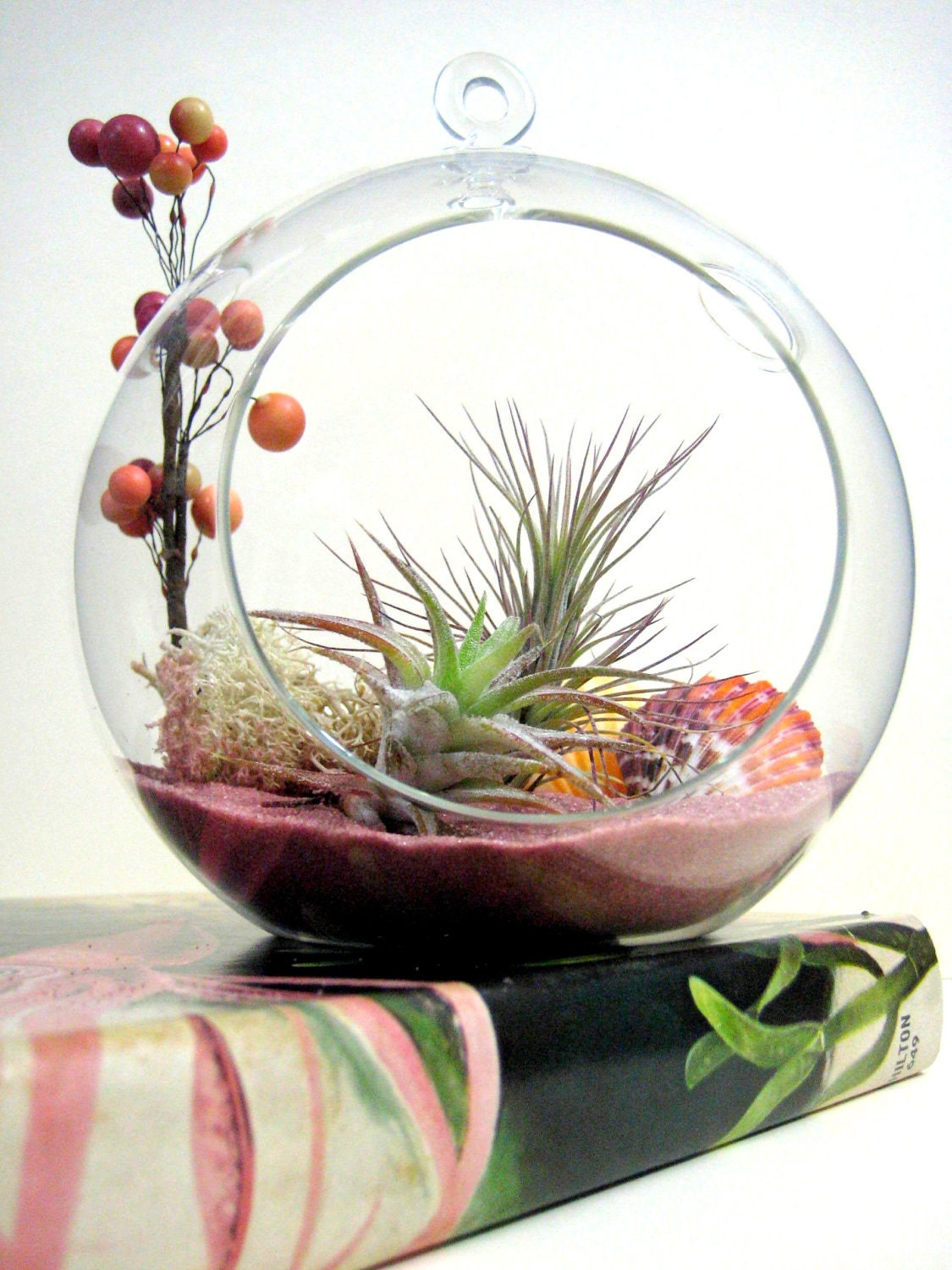 Pink Sand Tillandsia Terrarium