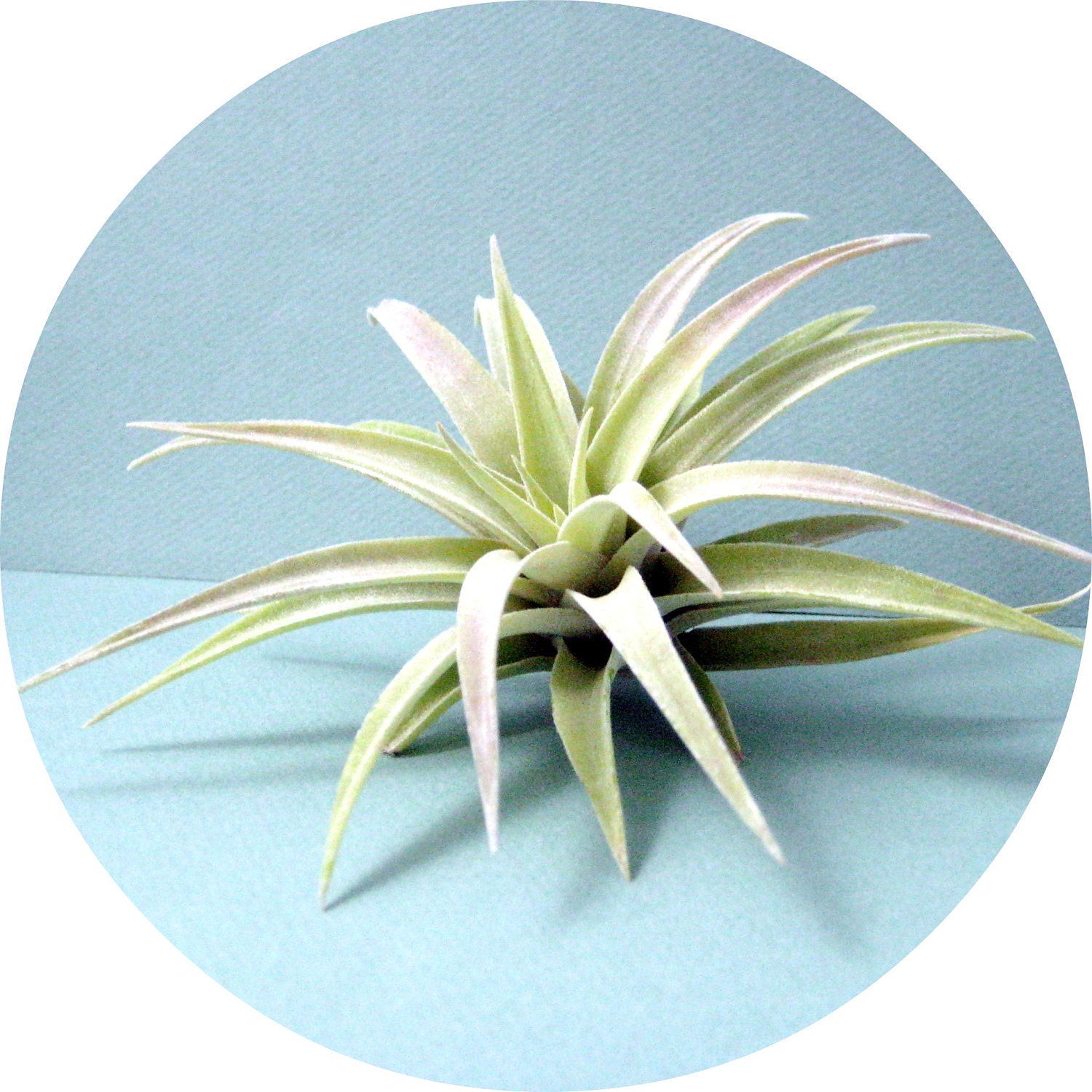 Tillandsia Hondurensis // Medium Air Plant