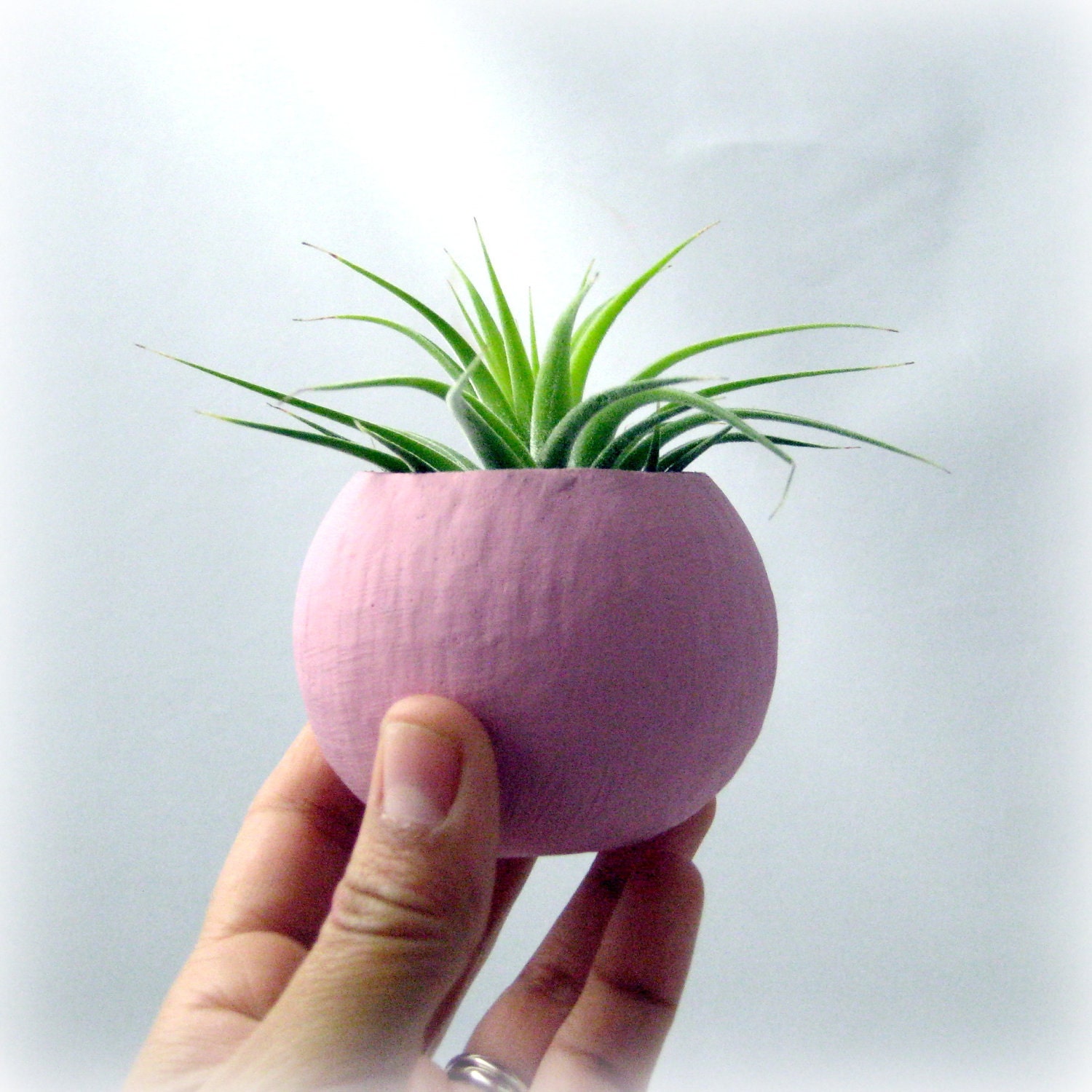 Mini Air Plant Pods - Pastel