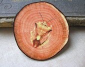 fake woodslice and bug print brooch - natural history - faux bois - free shipping