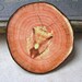 fake woodslice and bug print brooch - natural history - faux bois - free shipping