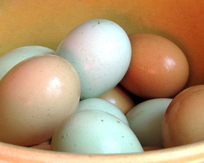 Spring Decor Easter Eggs Photograph Farm Fresh Eggs, 10 x 8, SPRING IN MAINE, Fine Art Food Photograph