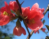 SUMMER Decor Flower Photograph Pink Apple Blossoms, 12 x 8,  Apple Blossoms And Blue Skies, Oh What a Beautiful  Maine Summer Morning