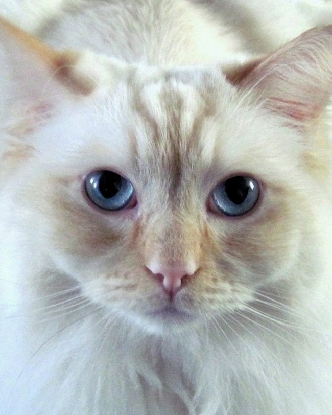 White Blue Eyed  Kitten,  8 x 10, "He's A HONEY Of A Ragdoll Kitten", Nursery Photo,  Sweet, Dreamy Pastels